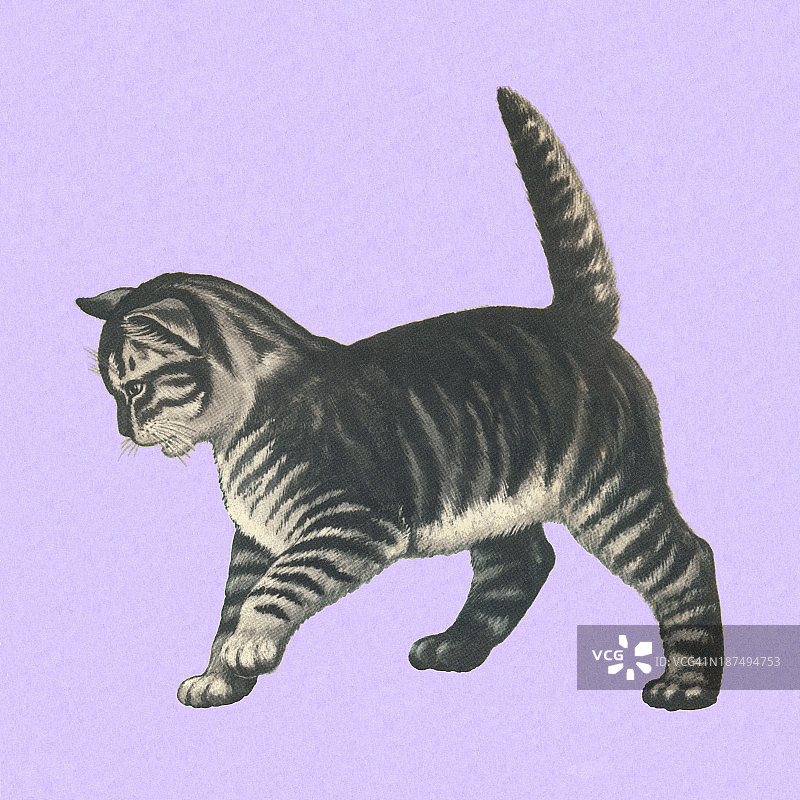 灰色的猫图片素材