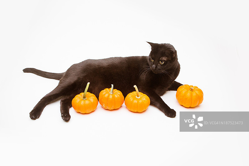 万圣节黑色猫和南瓜图片素材