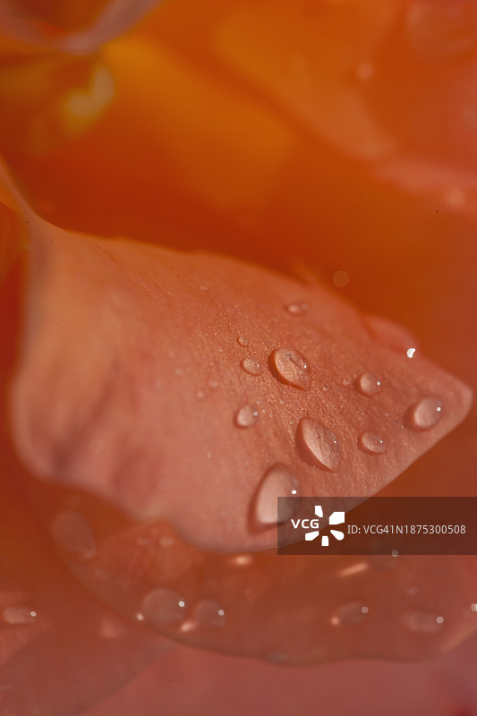 橙色玫瑰花瓣上的雨滴图片素材