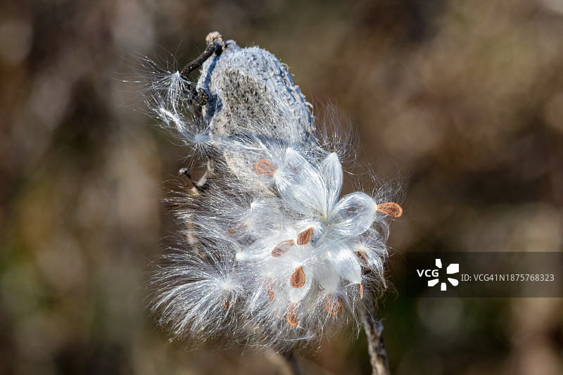 冬季的马利筋种子和纤维图片素材