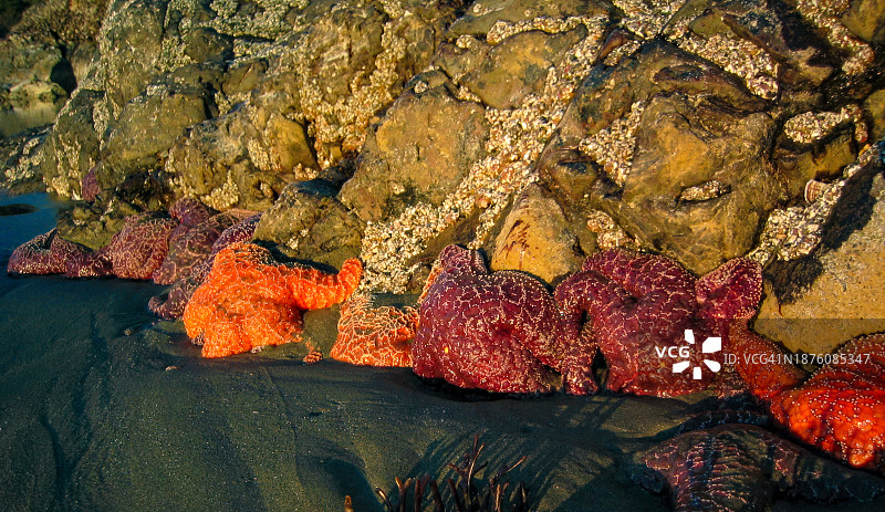 海滩上的彩色海星图片素材