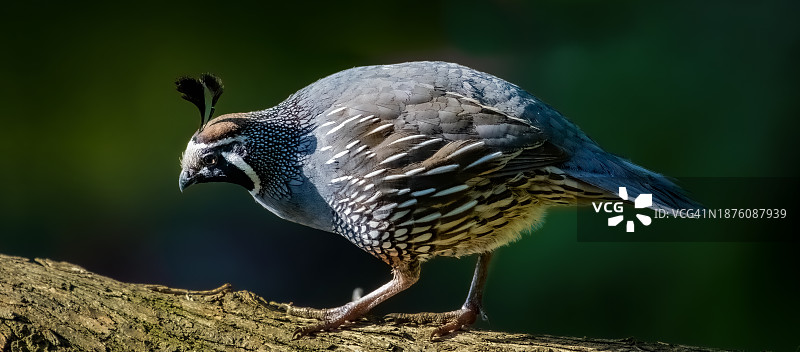 加州鹌鹑图片素材