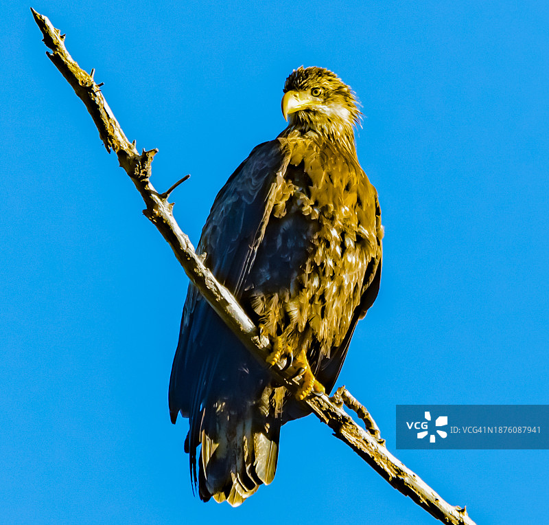 幼年秃鹰栖息图片素材