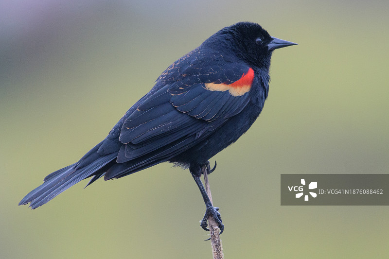 红翼黑鸟图片素材