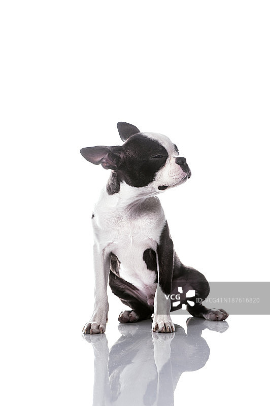 小狗摆出酷酷的表情图片素材