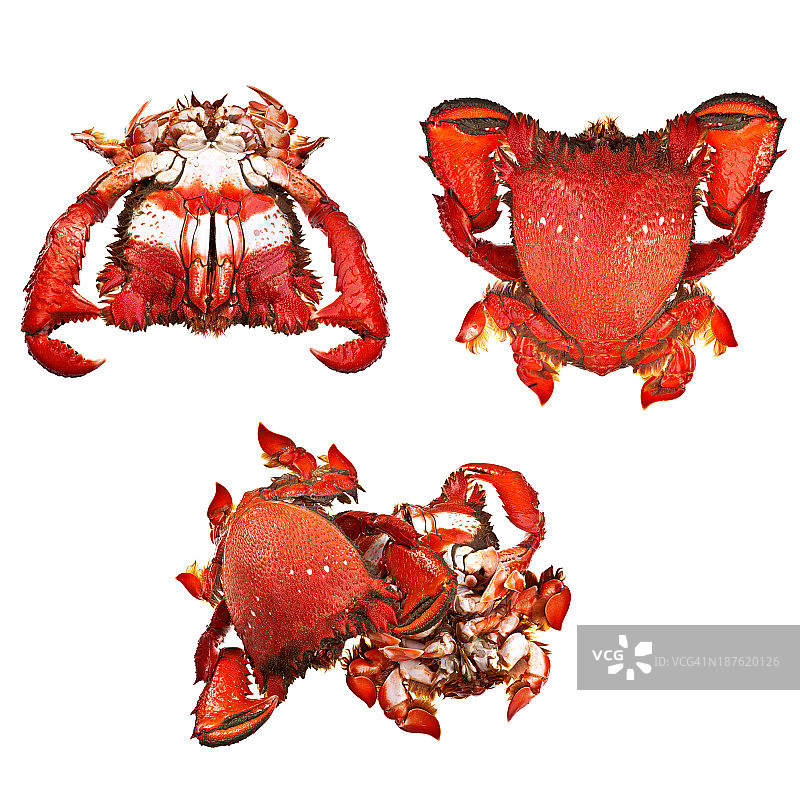 旭蟹图片素材