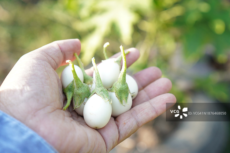 Solanum torvum，豌豆茄图片素材