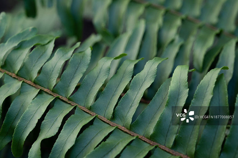 窗台阳台盆栽肾蕨绿色植物自然背景图片素材
