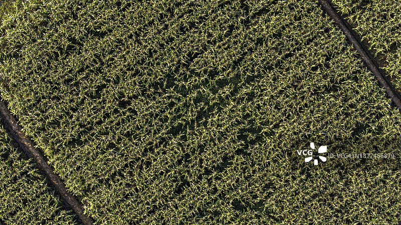 绿叶背景（航拍俯视）图片素材