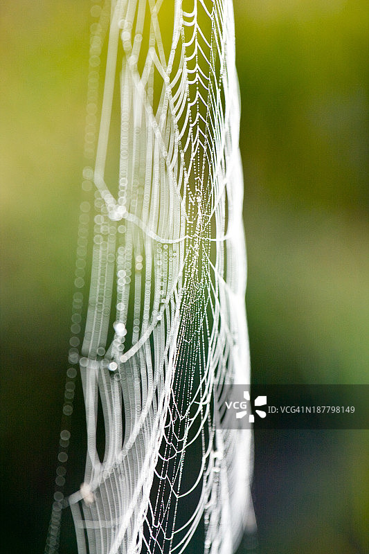 蜘蛛网特写背景图片素材