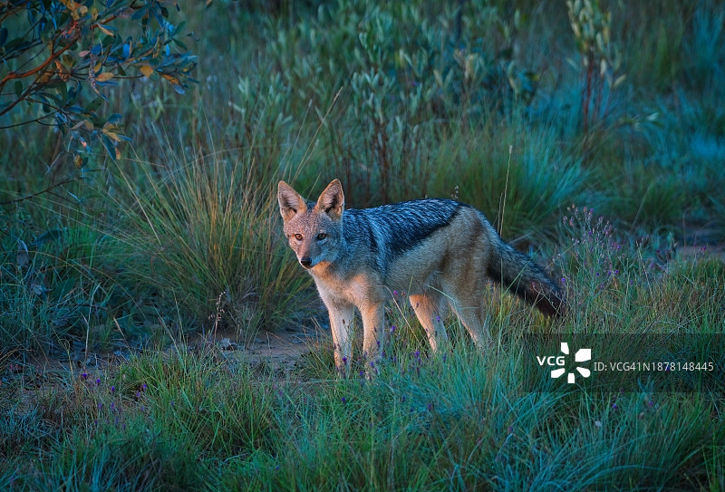 黑背胡狼图片素材