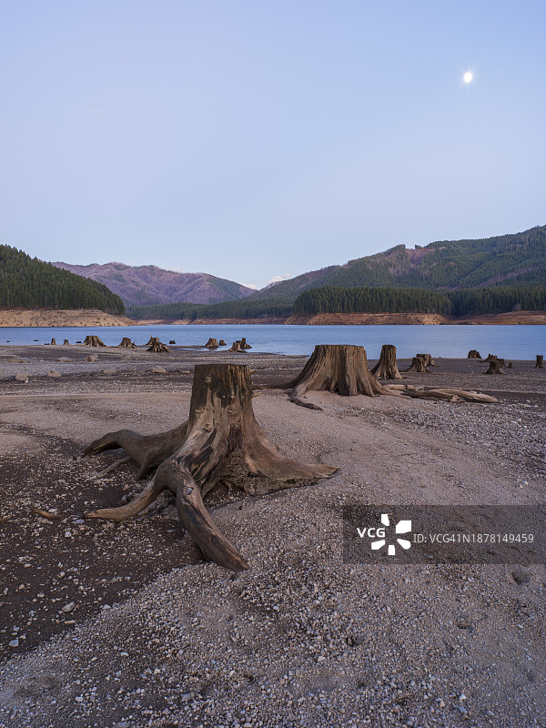 底特律湖（俄勒冈州）黄昏时的树桩与月出图片素材