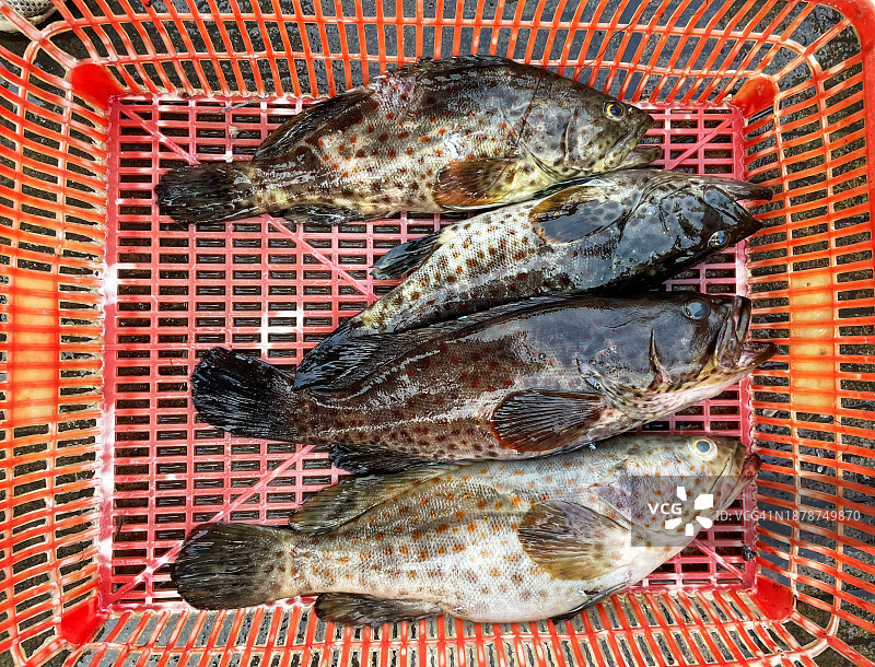 老虎斑图片素材