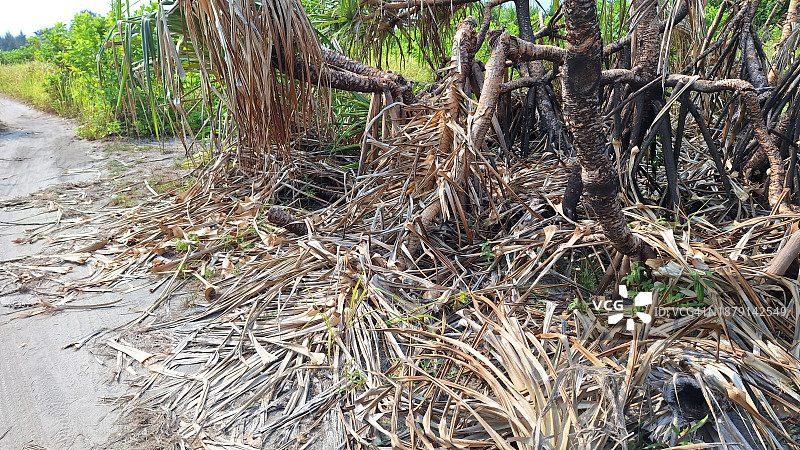热浪焚烧树木图片素材