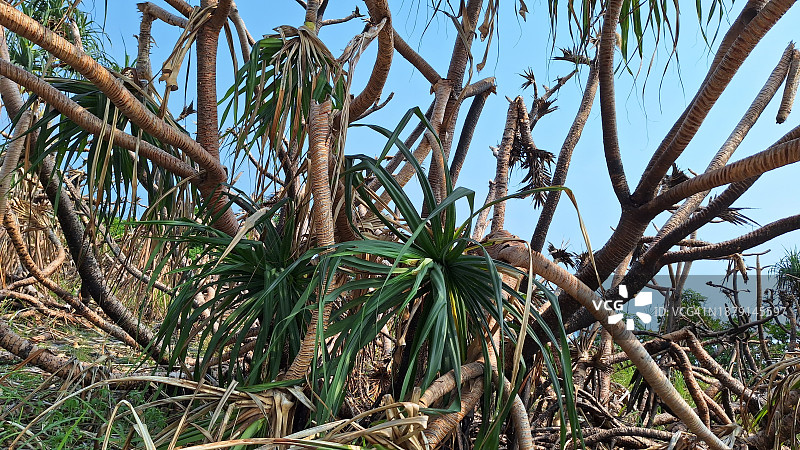 香兰树背景图片素材