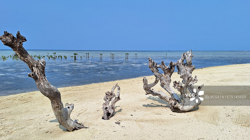 沙滩上的巨型白色珊瑚树图片素材