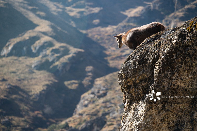 前往珠穆朗玛峰大本营途中的喜马拉雅塔尔羊图片素材