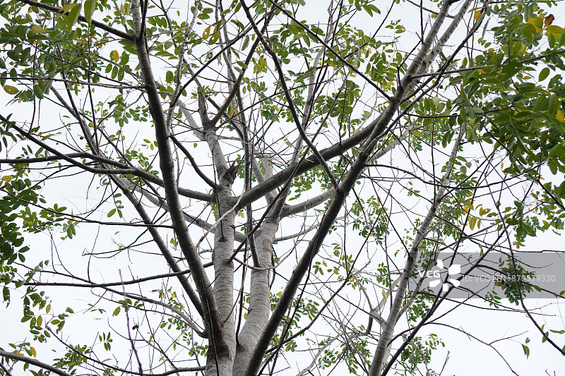 卡车树图片素材