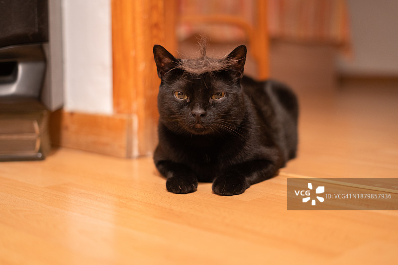 猫咪躺在地上图片素材