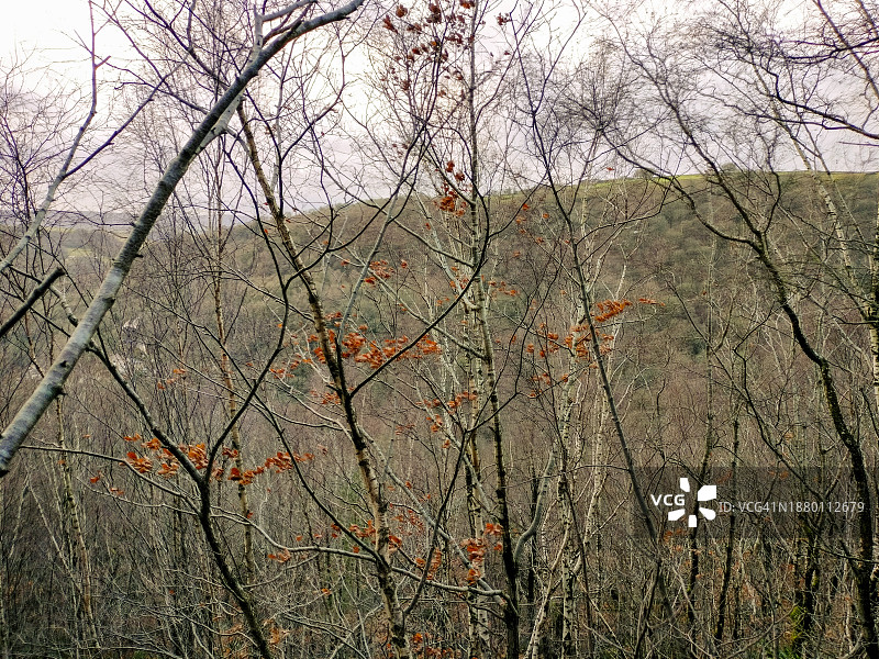 冬季白桦树自然风光图片素材