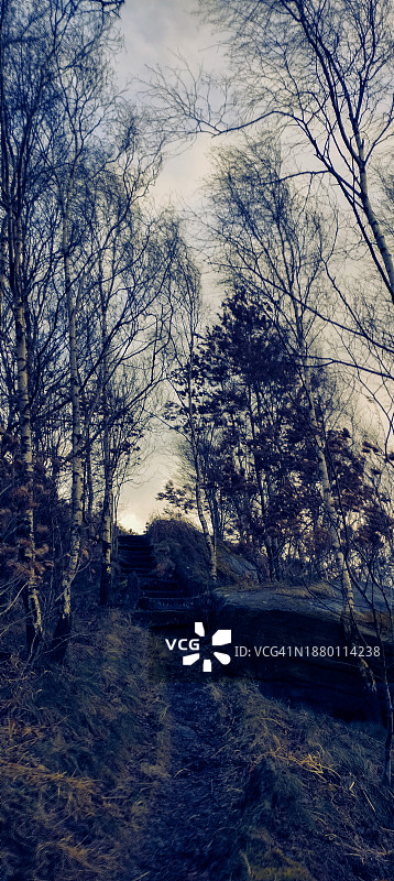 冬季森林中的小路图片素材