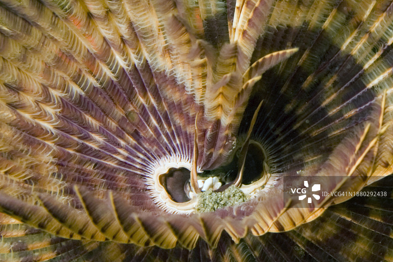 羽毛掸子蠕虫特写图片素材