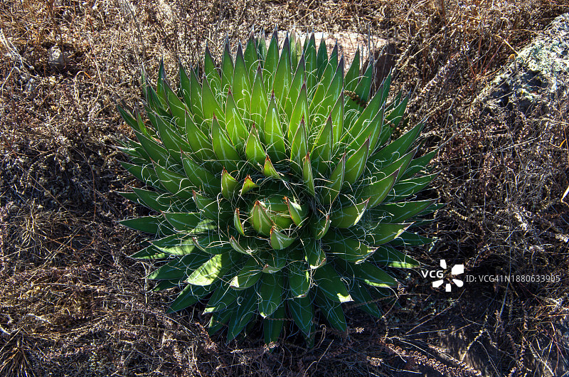 线状龙舌兰图片素材
