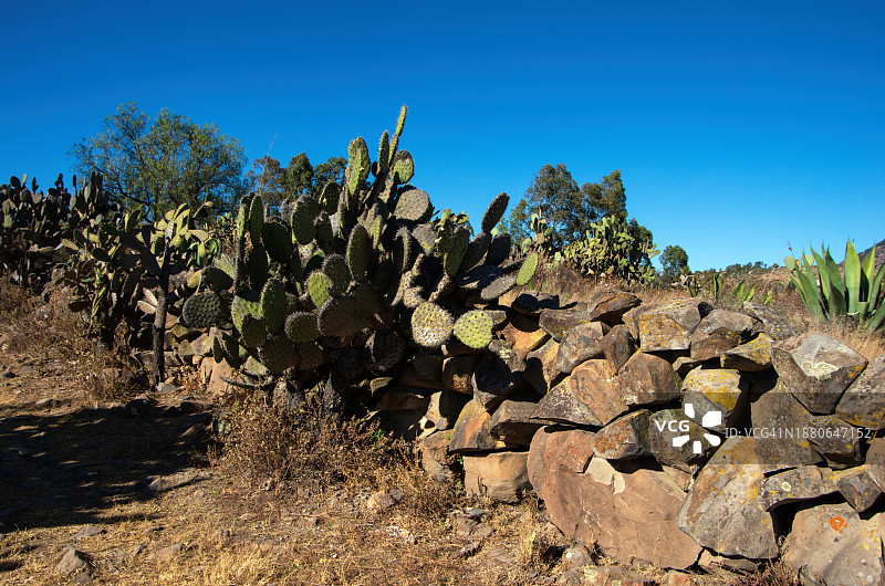 墨西哥图拉德阿连德伊达尔戈，堆叠的干燥石墙将干旱的农田隔开图片素材