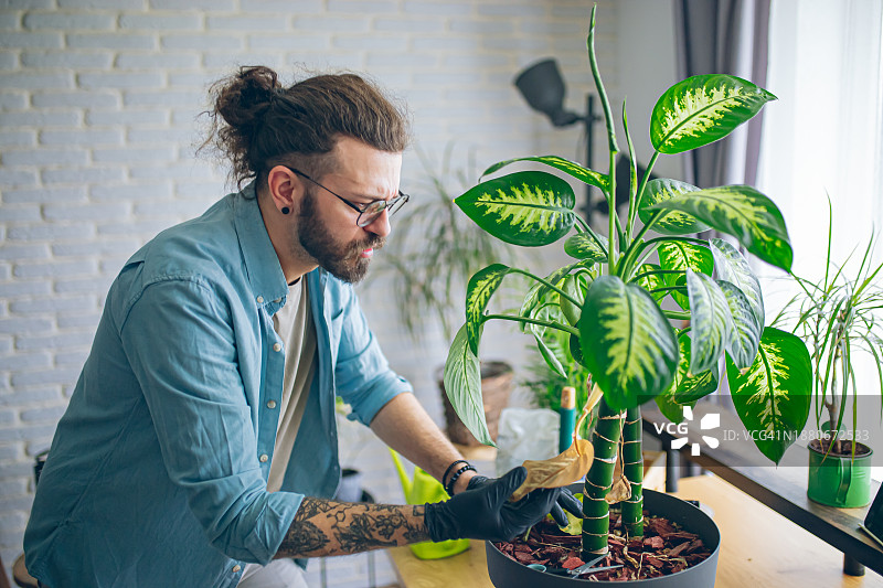 男子照料室内植物图片素材