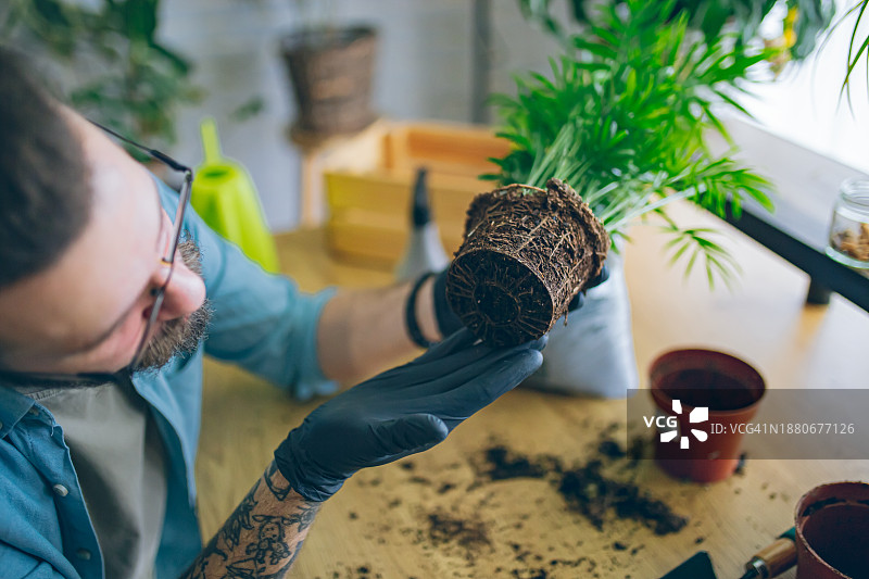男人正在看新房植物的根部图片素材
