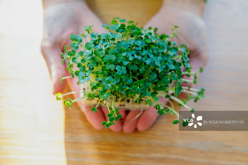 手捧新鲜水芹沙拉特写图片素材