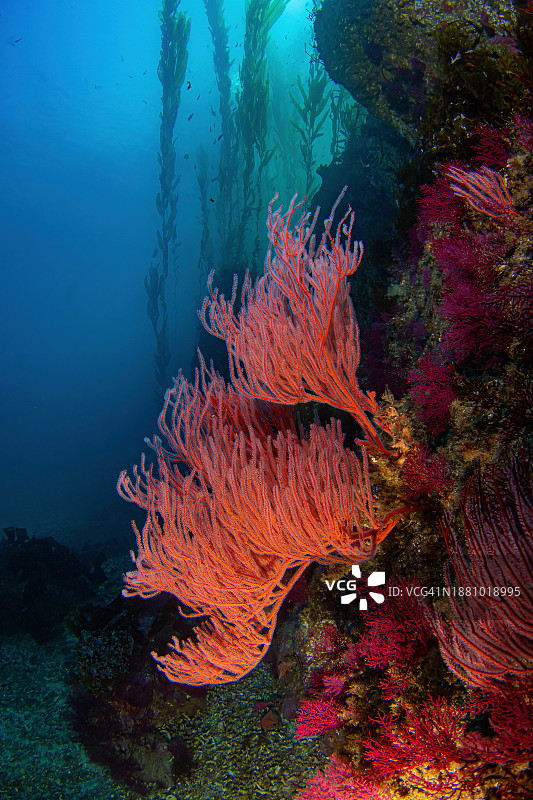 AnacapaReef1Nov24-23图片素材