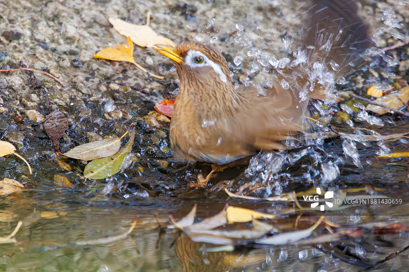 可爱画眉在水中沐浴图片素材