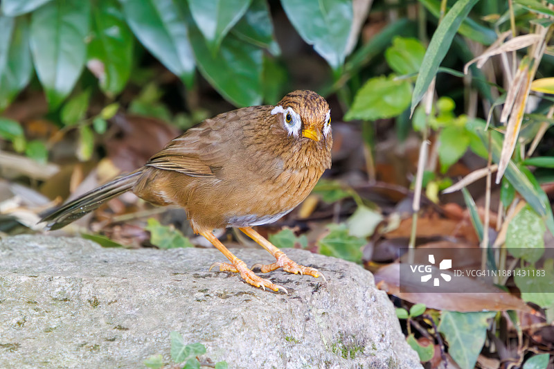 可爱画眉在水中沐浴图片素材