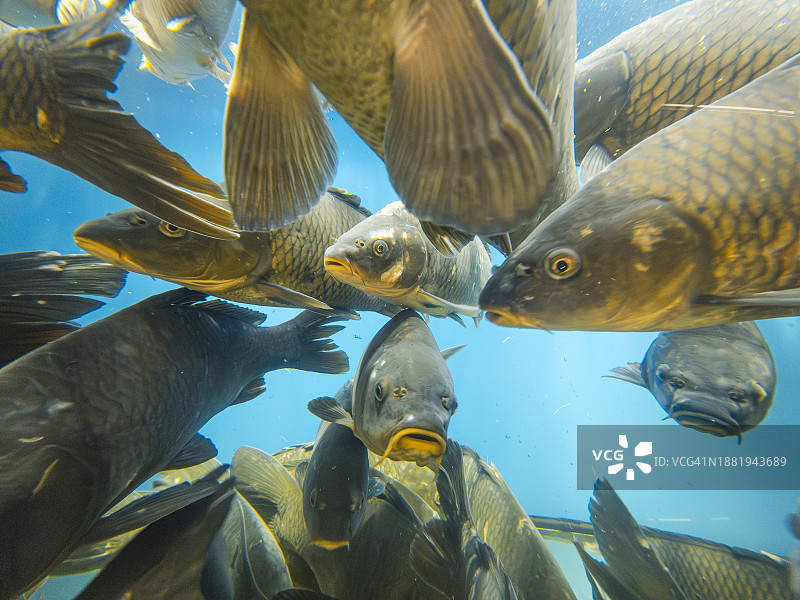 水族箱中的鲤鱼图片素材