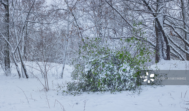 冬季白色森林中的绿色灌木丛图片素材