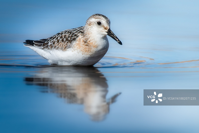 矶鹬（白腰杓鹬）的肖像，涉水鸟类与水的倒影图片素材