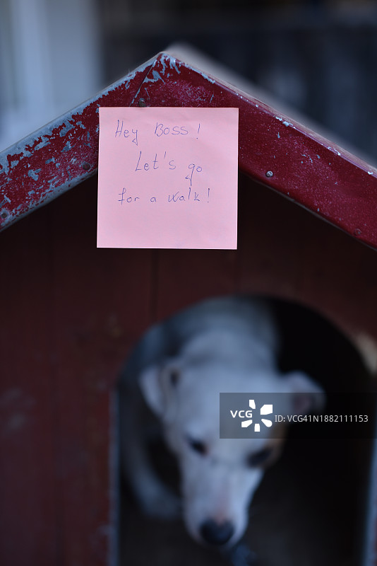 嘿，老板，去散步吧图片素材