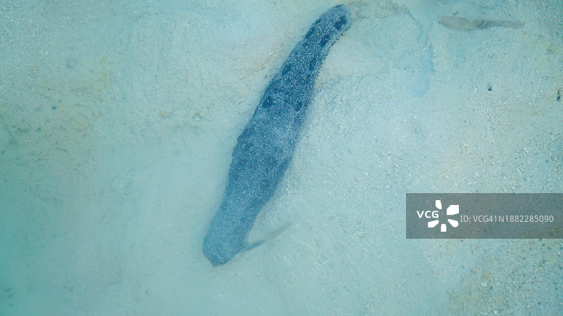 海洋底部的海参生物图片素材