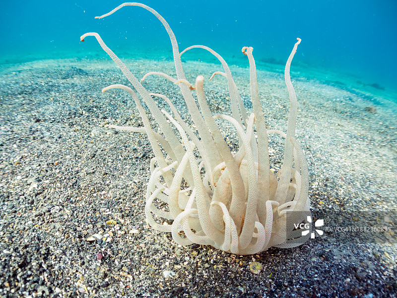 沙滩中美丽的海葵图片素材