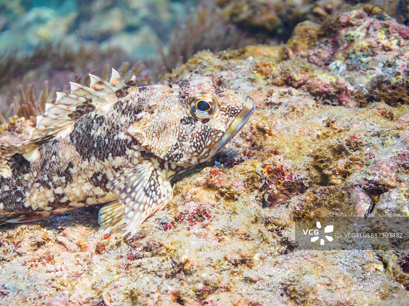 水下洞穴中奇特的云石斑鳚鱼图片素材
