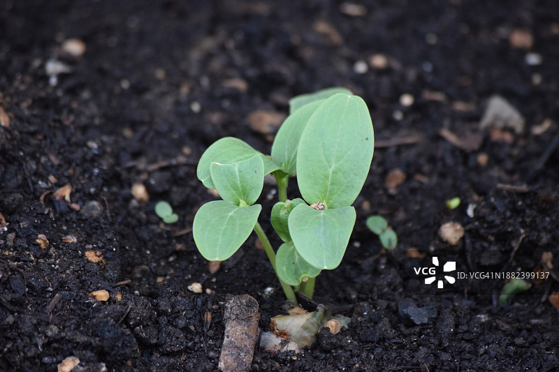 黄瓜植物图片素材