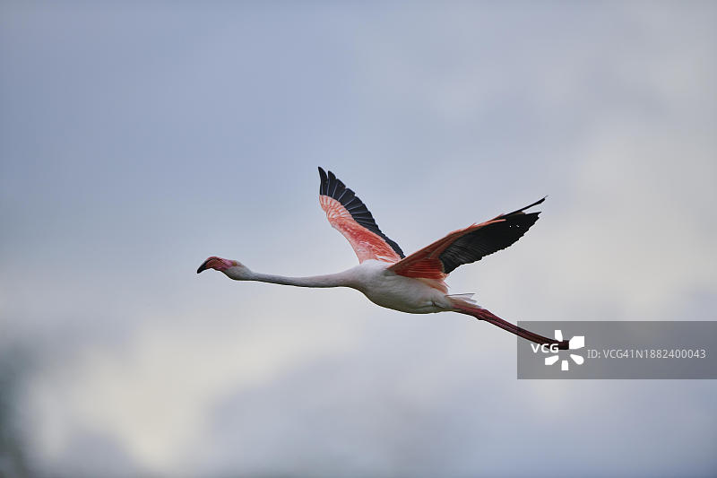 法国卡马格日落空中飞翔的大红鹳图片素材