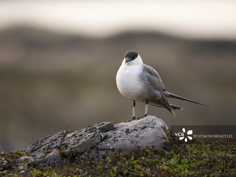 北极苔原繁殖地上的长尾贼鸥图片素材