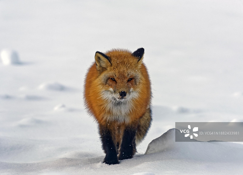 冬季厚毛红狐，雪地场景，脸上有雪晶，加拿大西北地区，北美洲图片素材