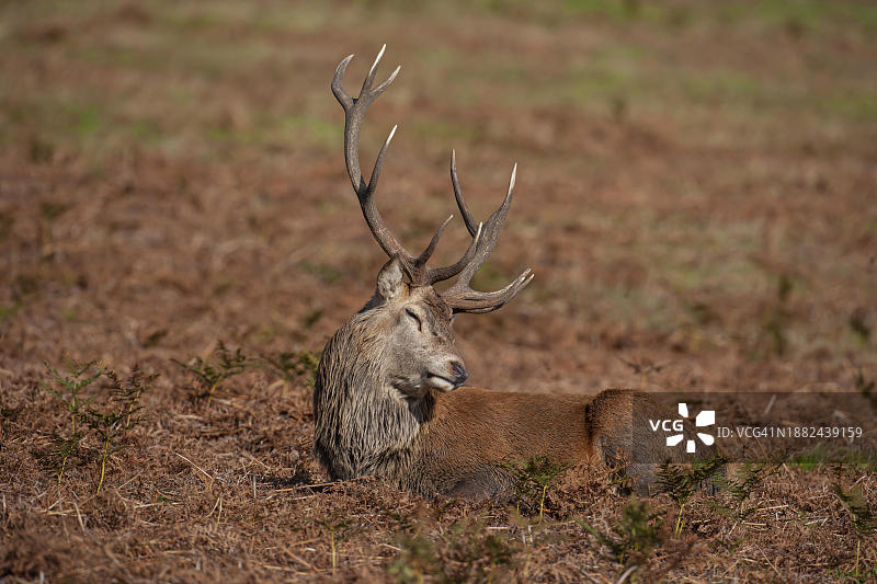 红鹿（Cervus elaphus），成年雄鹿正在睡觉，英国莱斯特郡图片素材