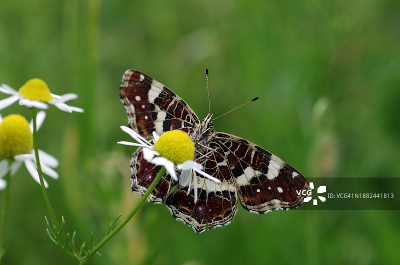 地图蝴蝶（Araschnia levana），蝴蝶，第二代，展开翅膀，底面，宏，花，德国，夏季一代Landcatcher的翅膀下侧，欧洲图片素材