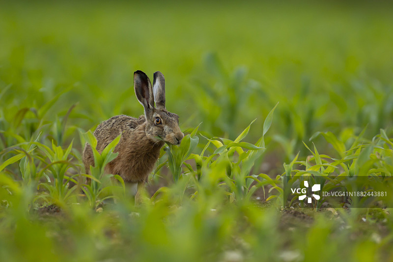 在农田玉米地里觅食的欧洲棕兔图片素材