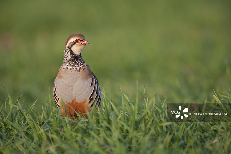 红腿或法国鹧鸪在英国萨福克郡农田中鸣叫图片素材