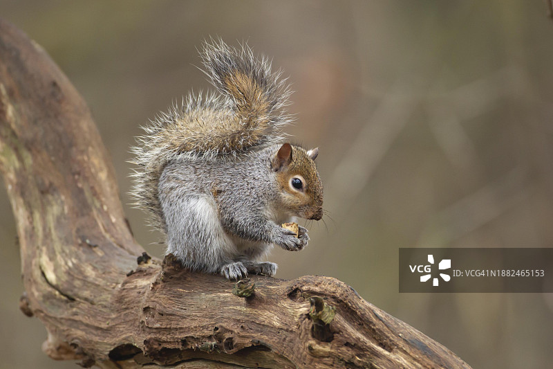 成年灰松鼠在树枝上吃坚果图片素材